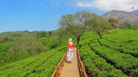 Wisata Kebun Teh Wonosari Malang, Menikmati Sejuknya Perkebunan di Lereng Gunung Arjuno