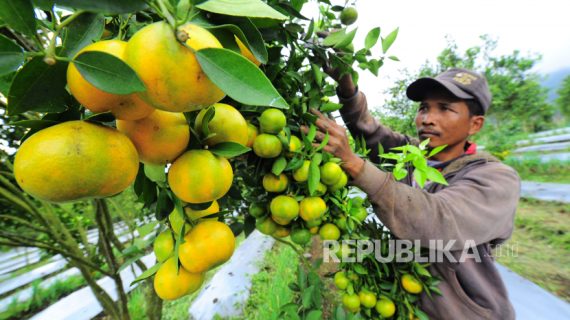Wisata Petik Jeruk di Kota Batu, Liburan Seru di Tengah Kebun yang Sejuk
